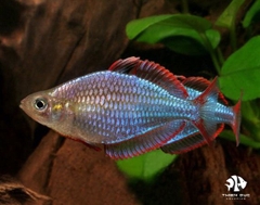 Cá Cầu Vồng Xanh - Dwarf Rainbow Fish