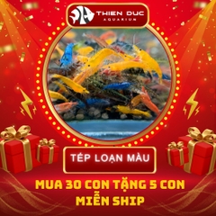 Combo Số  06 - Cá Tép Mix Màu