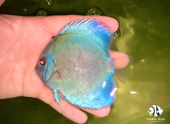 Cá Dĩa Lam Đức - Blue Diamond Discus