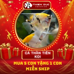 Combo Số  09 - Cá Ông Tiên Koi