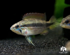 Agassizi Double Red (Female)