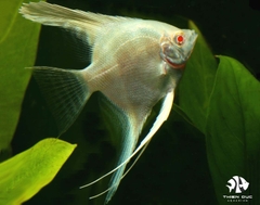 Cá Ông Tiên Vàng Mắt Đỏ - Angels Albino Fish