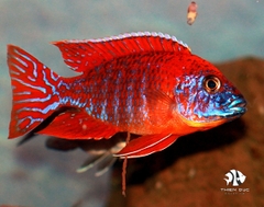 Ali Thái - Aulonocara Peacock (Red)