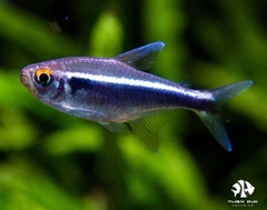 Cá Neon Đen - Black Neon Tetra