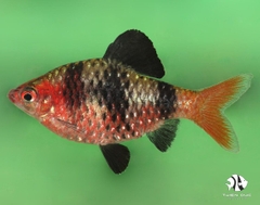 Cá Secam Ruby - Black Ruby Barb