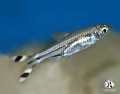 Cá Lòng Tong Đuôi Đen - Rasbora-Scissortail