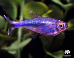 Cá Neon Hoàng Đế Tím - Blue King Tetra