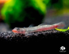 Bống Red Lips  - Red Lips Goby