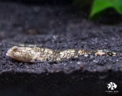 Bống Rồng Indo - Indo Dragon Micro Goby