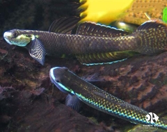 Bống Blue Rainbow  - Blue Rainbow Goby