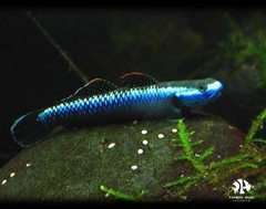 Bống Blue Neon  - Blue Neon Goby