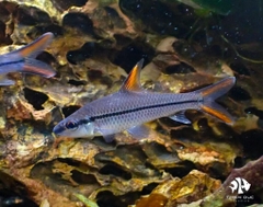 Cá Hắc Bạc Vây Đỏ -  Borneo Red Fin Shark