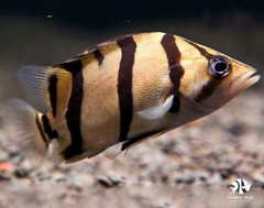 Borneo Tiger Fish