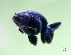 Cá Ranchu Đen - Buffalo Head Goldfish ( Full Black)