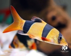 Cá Chuột Mỹ - Clown Loach