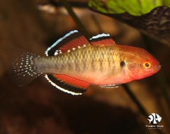 Cá Khỉ Đỏ Đầu Gù - Empire Gudgeon (Male)