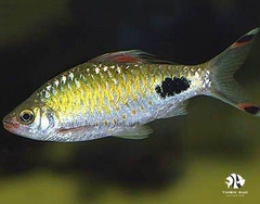 Cá Hồng My Bóng Đêm- Blackspot Barb