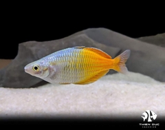 Cá Cầu Vồng Thạch Mỹ Nhân (Full Trống) - Boesemani Rainbowfish