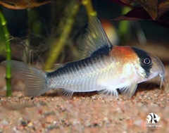 Cá Chuột Adolfoi - Adolfoi Corydoras