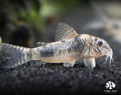 Cá Chuột  Ellisae - Ellisae Corydoras