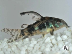 Cá Chuột Muối Tiêu Longfin - Peppered Corydoras Longfin