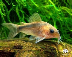 Cá Chuột Rabauti - Rabauti Corydoras