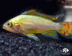 Cockatoo Lemon Cichlid