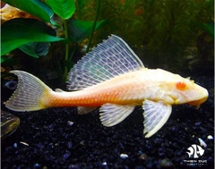 Common Plecostomus Albino