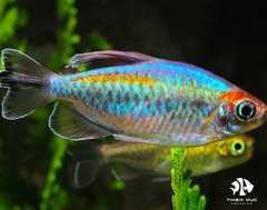 Congo Tetra (Full Trống) - Congo Tetra