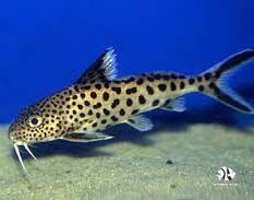 Cuckoo Synodontis