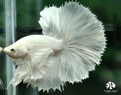 Cá Betta Dumbo Halfmoon