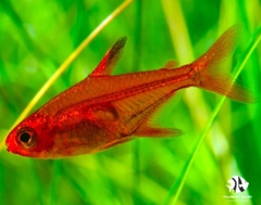 Ember Tetra