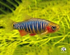 Emerald Rasbora