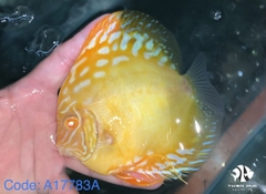 Cá Dĩa Bồ Câu Vàng Mắt Đỏ - Pegion Yellow Albino Discus