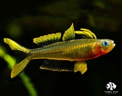 Cá Cầu Vồng Nắng Vàng - Forktail Rainbowfish