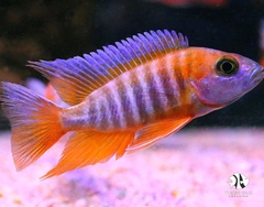 Ali Thái - Freiberg'S Peacock Cichlid