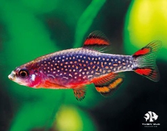 Cá Trâm Galaxy - Galaxy Rasbora