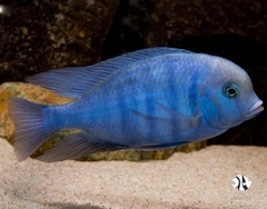 Ali Thái - Haplochromis Moorii