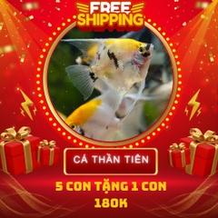 Combo Số 4 - Cá Ông Tiên