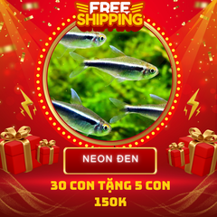 Combo Số 5 - Cá Neon Đen