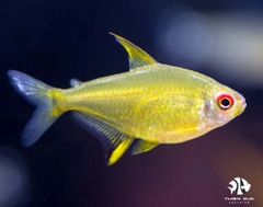 Lemon Tetra