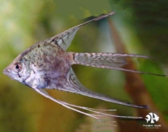 Leopard Angelfish Longfin