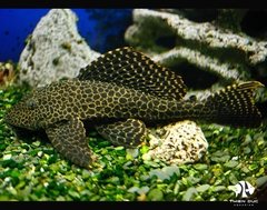 Leopard Catfish