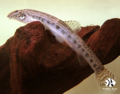 Cá Thằn Lằn Khoang - Loach Spiny