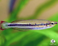 Cầu Vồng Madagascar - Madagascar Rainbowfish