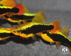 Mún Kim Tuyền Cờ Cao - Platy