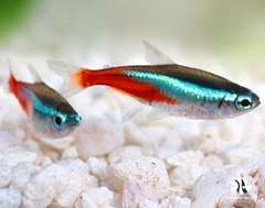 Cá Neon Xanh - Neon Tetra