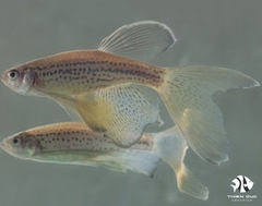 Cá Ngựa Bông Vây Dài - Leopard Danio Longfin