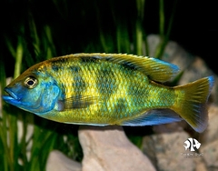 Ali Thái - Nimbochromis Venustus