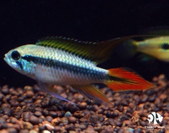 Cá Phượng Hoàng Peru Đỏ - Apistogramma Agassizii Red